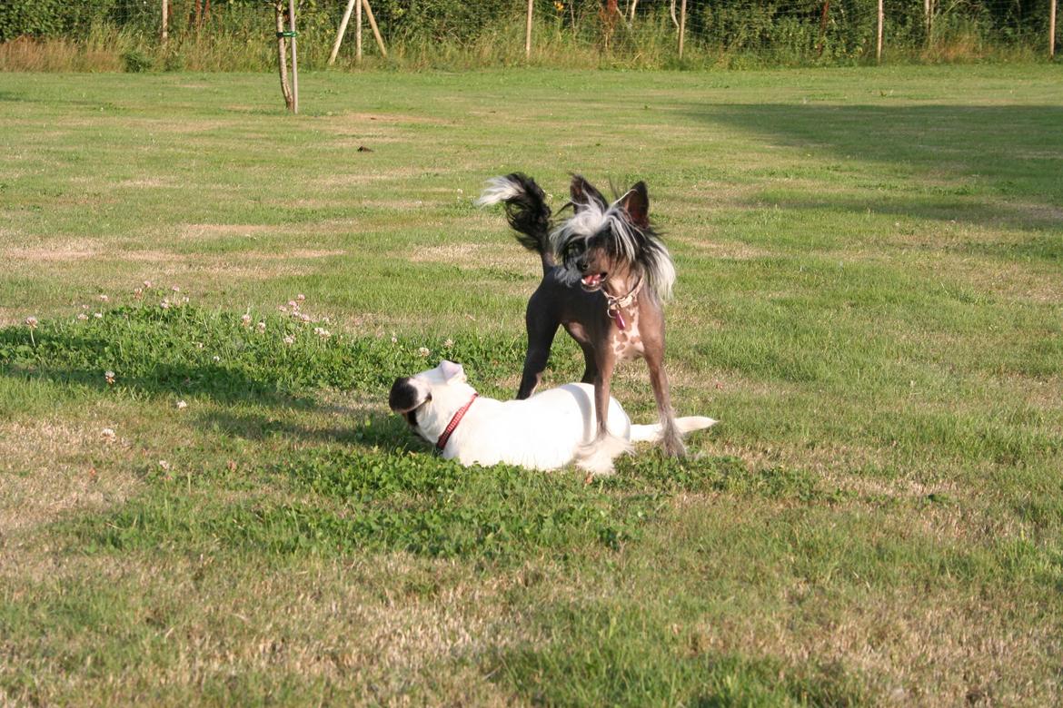 Chinese crested hårløs Ying ying - Chinese crested kamphund billede 10