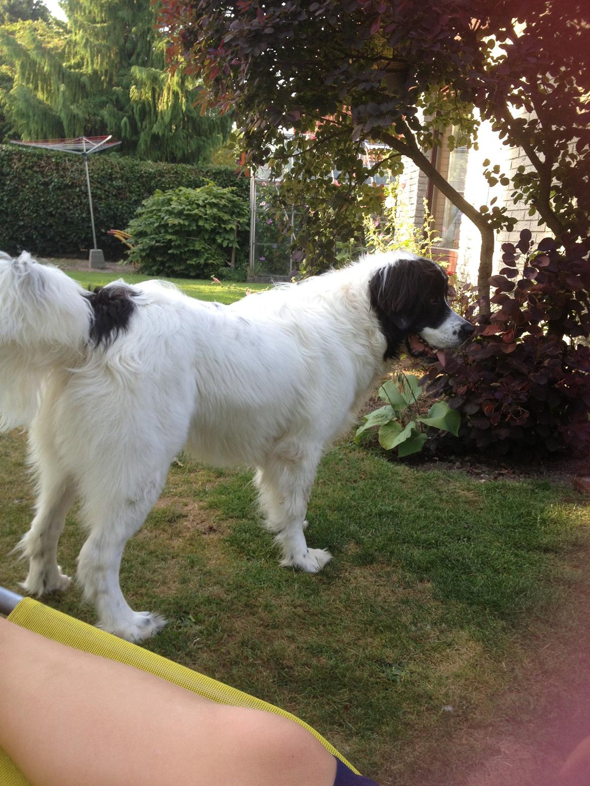 Landseer Baloo - Baloo 10 måneder gammel - venter på at komme afsted til hundetræning :-)) billede 2