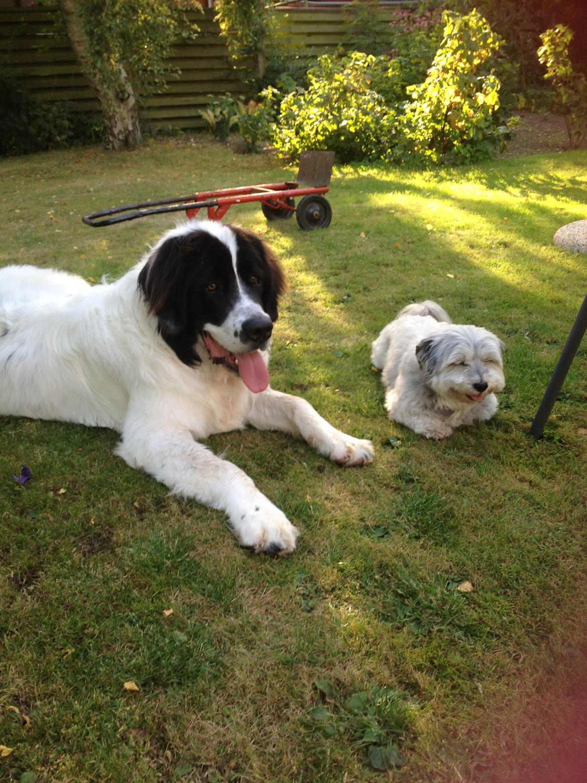 Landseer Baloo - Baloo og Frederik, mine forældres hund - som Baloo er ret vild med, det er så skægt at se når de leger (størrelserne passser ikke ligefrem sammen) billede 3