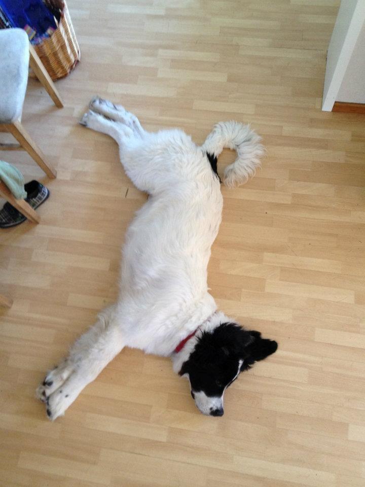 Landseer Baloo - Man kan godt blive træt og så fylder man ret meget ! billede 4