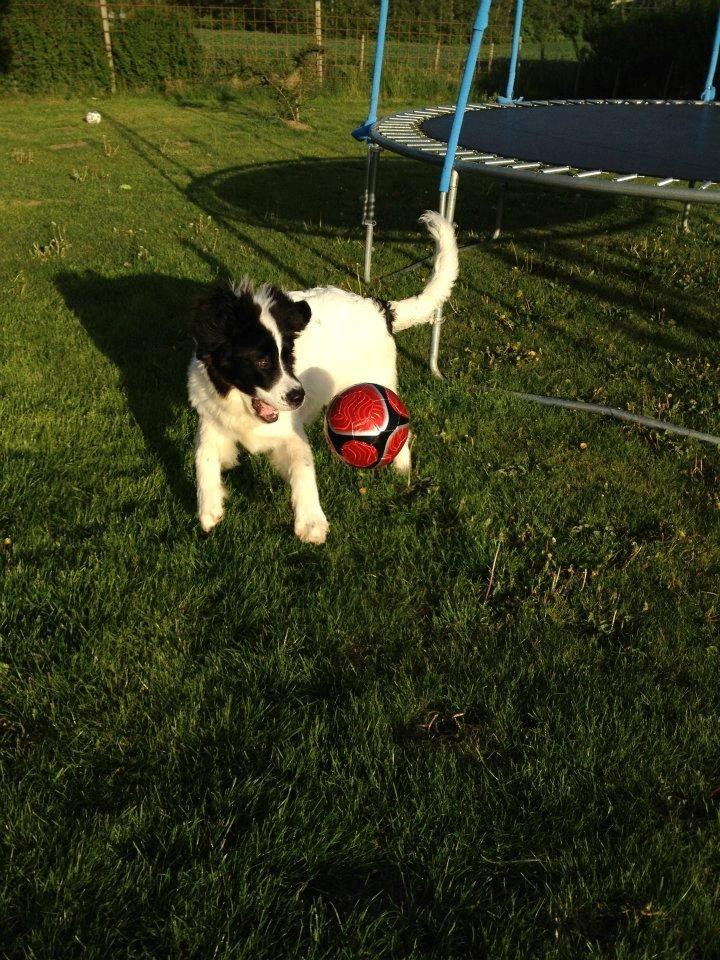 Landseer Baloo - Leg med bold billede 5