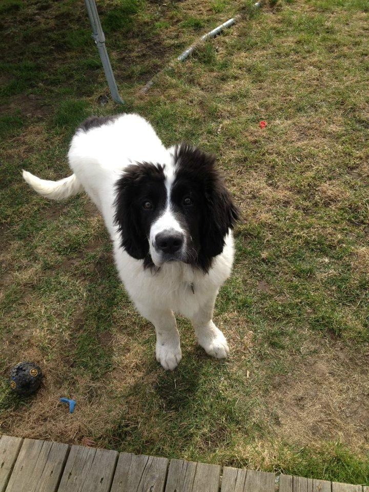 Landseer Baloo - Er jeg ikke bare sød  ? Og må jeg så få en godbid ;-)
 billede 6