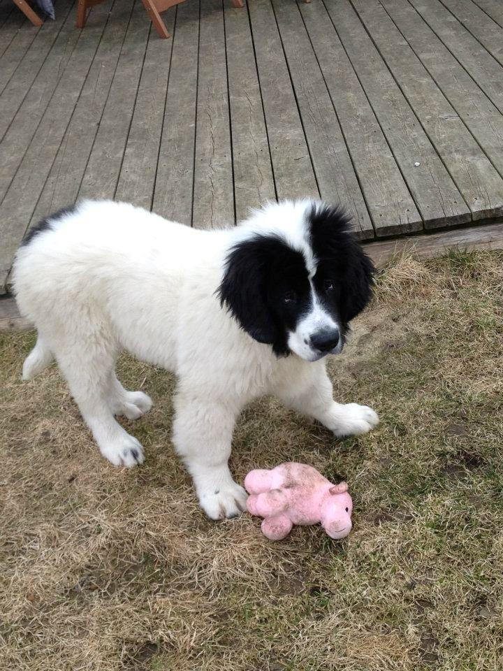 Landseer Baloo billede 7