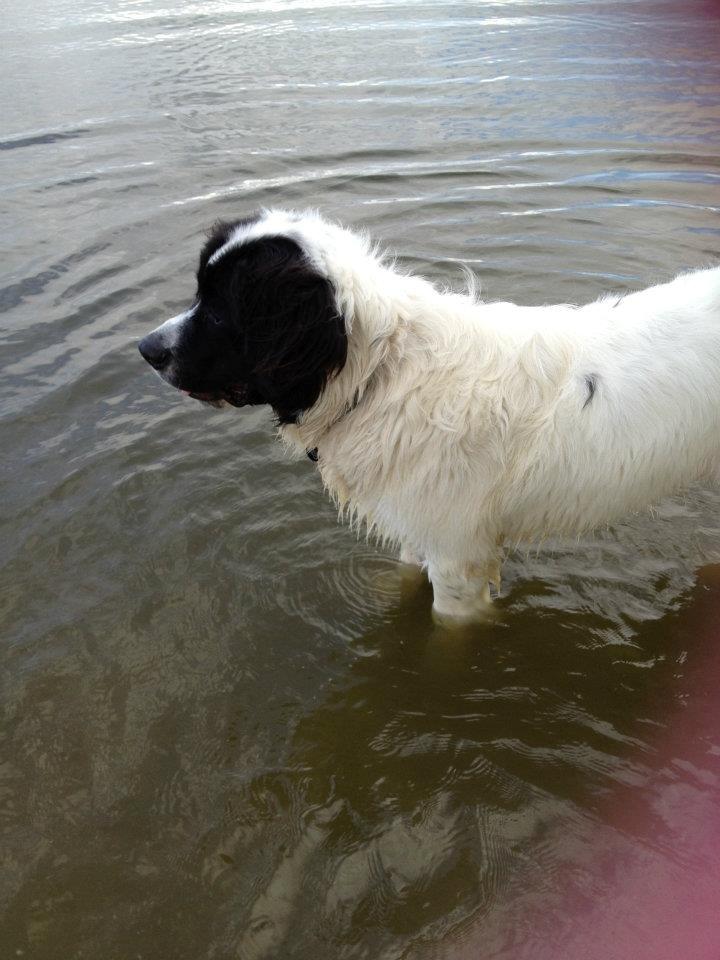 Landseer Baloo - I løbet af sommeren har vi ofte været på stranden, og Baloo kan godt li vandet men vil helst ikke gå alene ud i det endnu :-) billede 8