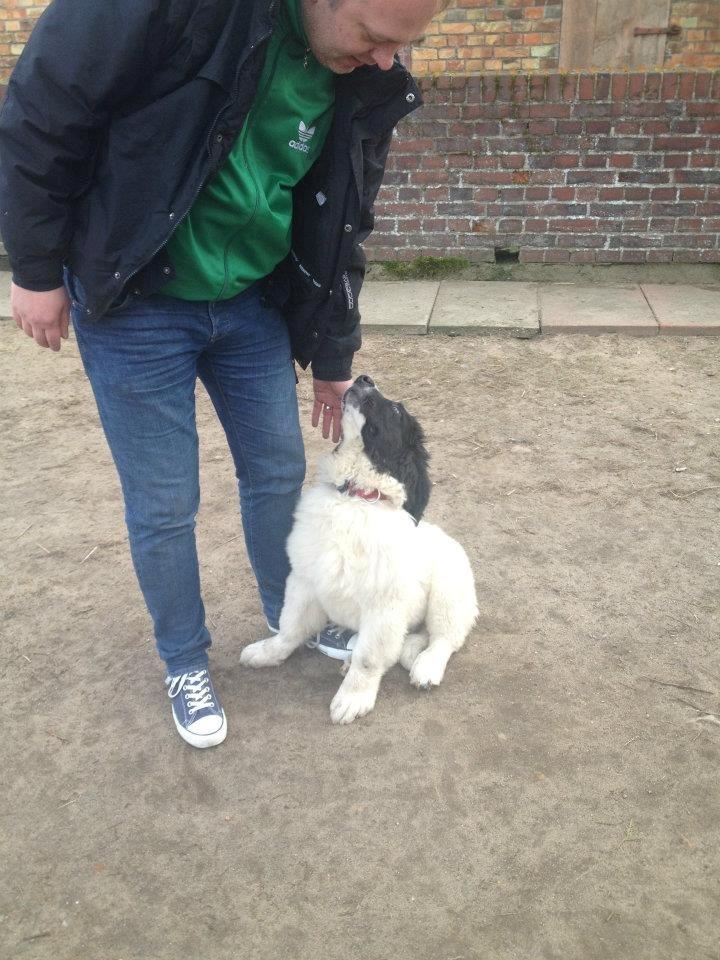 Landseer Baloo - 1 marts 2012 da vi hentede Baloo i Tyskland billede 9