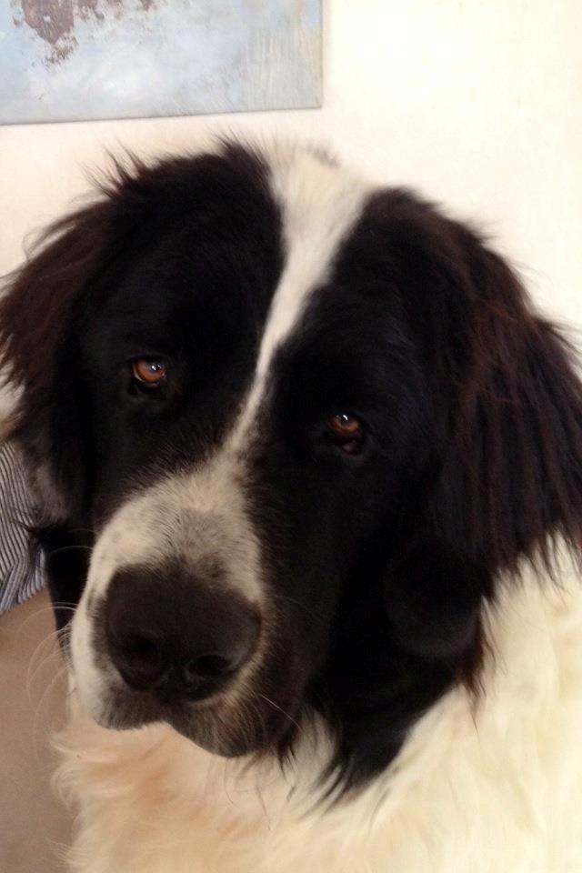 Landseer Baloo - Jeg er verdens bedste hund :-) billede 1