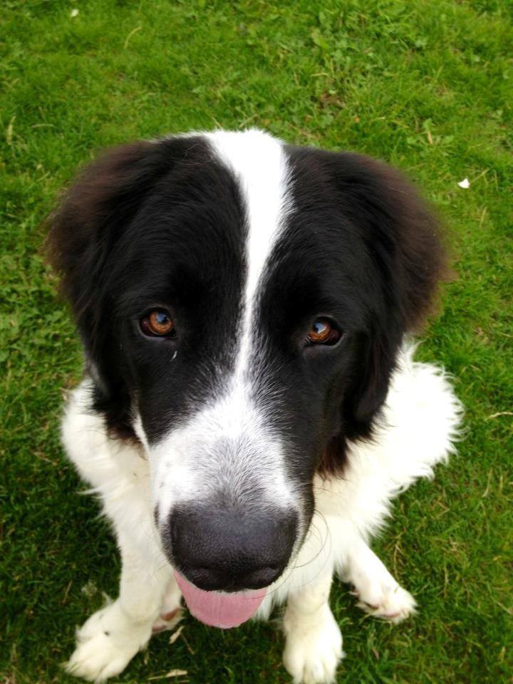 Landseer Baloo billede 10