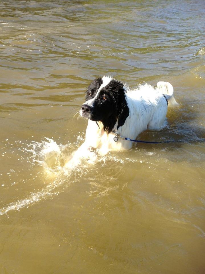 Landseer Baloo billede 11