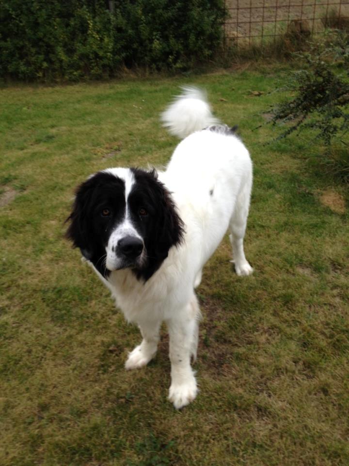 Landseer Baloo billede 12