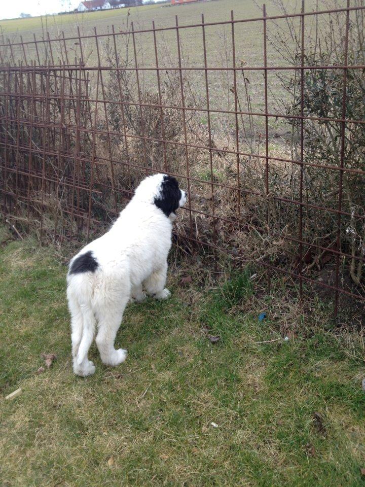 Landseer Baloo billede 13