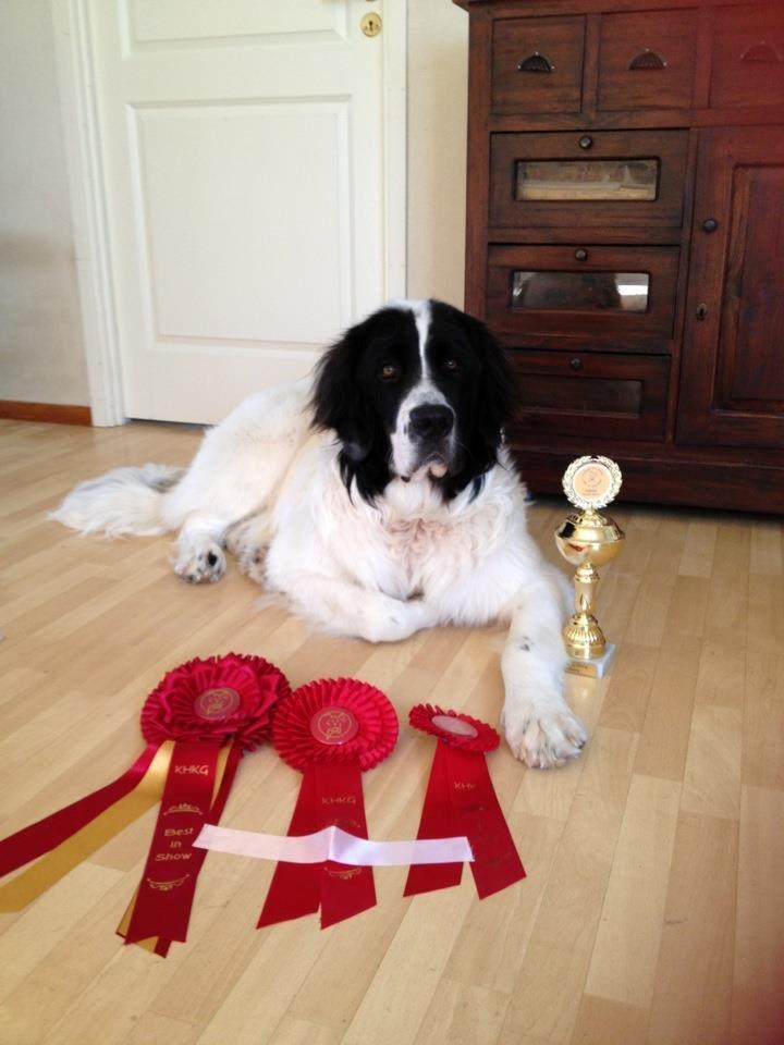 Landseer Baloo - Fra første udstilling i Køge, det var en sjov oplevelse billede 14