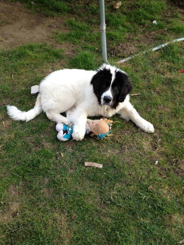 Landseer Baloo - Elsker bamser og andre bløde genstande :-) billede 15