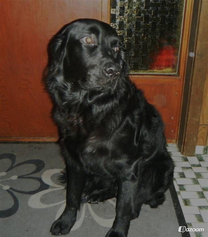 Blanding af racer Pingo (R.I.P ) billede 1