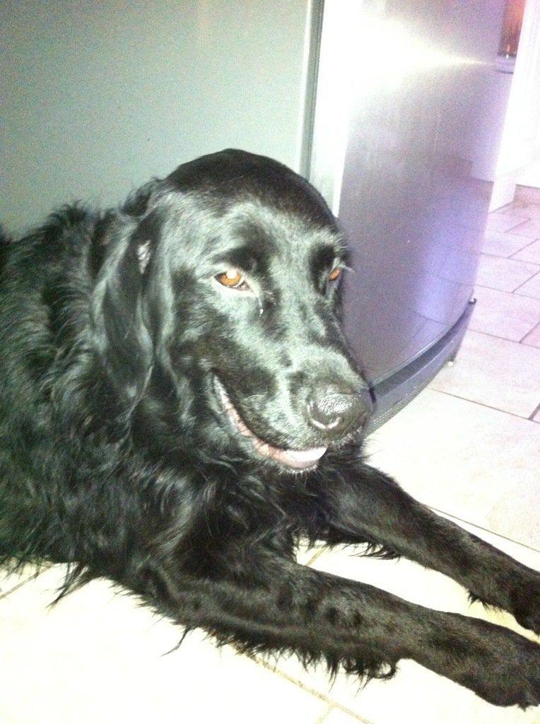 Blanding af racer Pingo (R.I.P ) billede 2