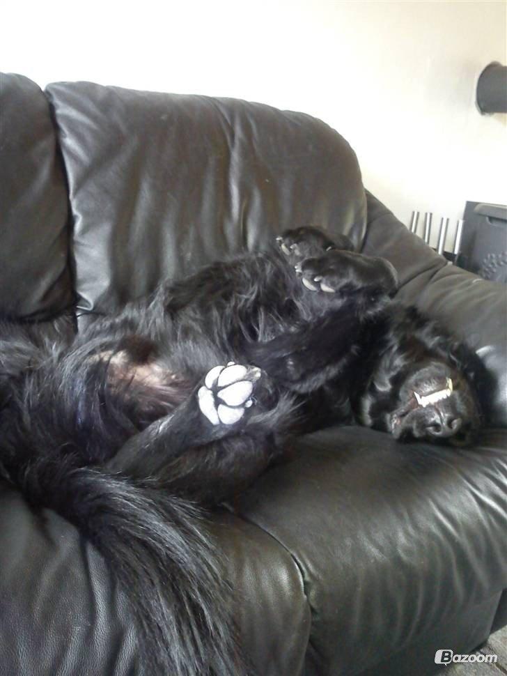 Blanding af racer Pingo (R.I.P ) billede 3