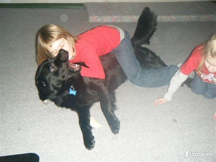 Blanding af racer Pingo (R.I.P ) billede 4