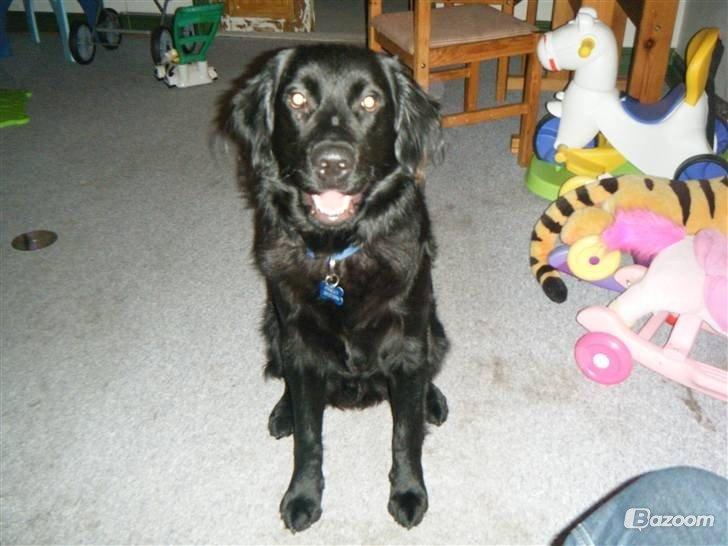 Blanding af racer Pingo (R.I.P ) billede 5