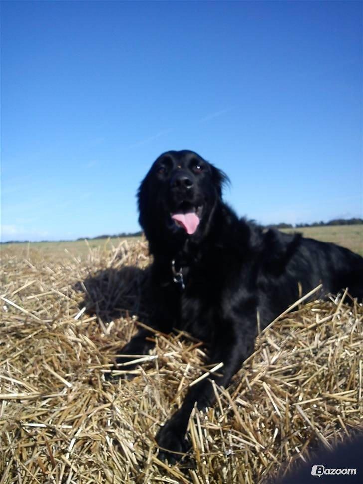 Blanding af racer Pingo (R.I.P ) billede 6