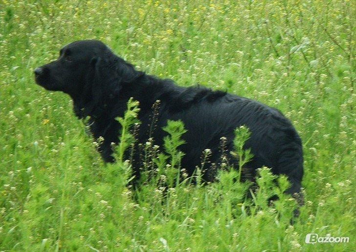 Blanding af racer Pingo (R.I.P ) billede 8