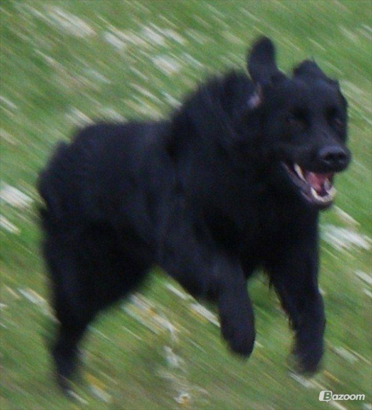 Blanding af racer Pingo (R.I.P ) billede 10