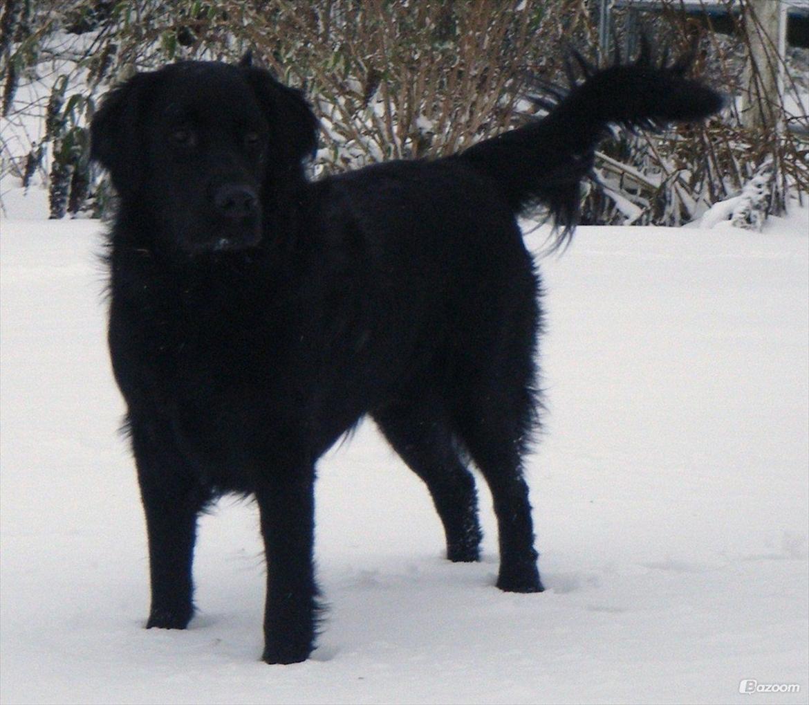 Blanding af racer Pingo (R.I.P ) billede 11