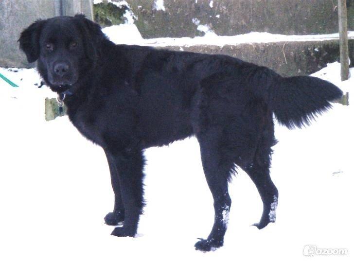 Blanding af racer Pingo (R.I.P ) billede 12