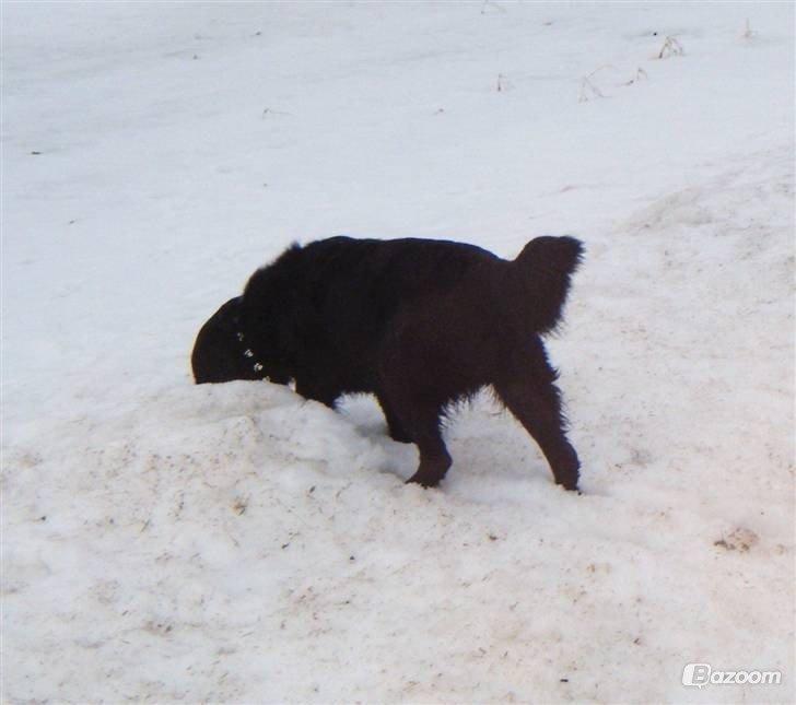 Blanding af racer Pingo (R.I.P ) billede 13