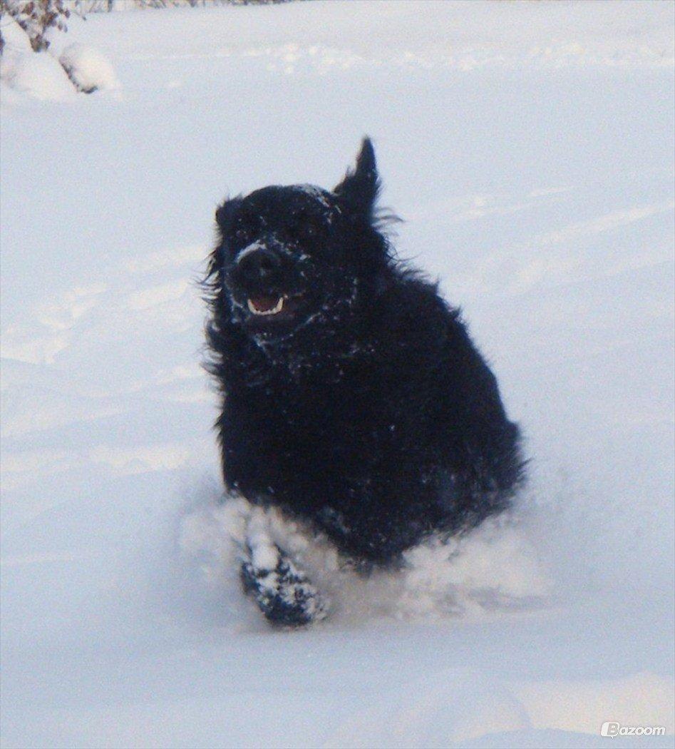 Blanding af racer Pingo (R.I.P ) billede 14