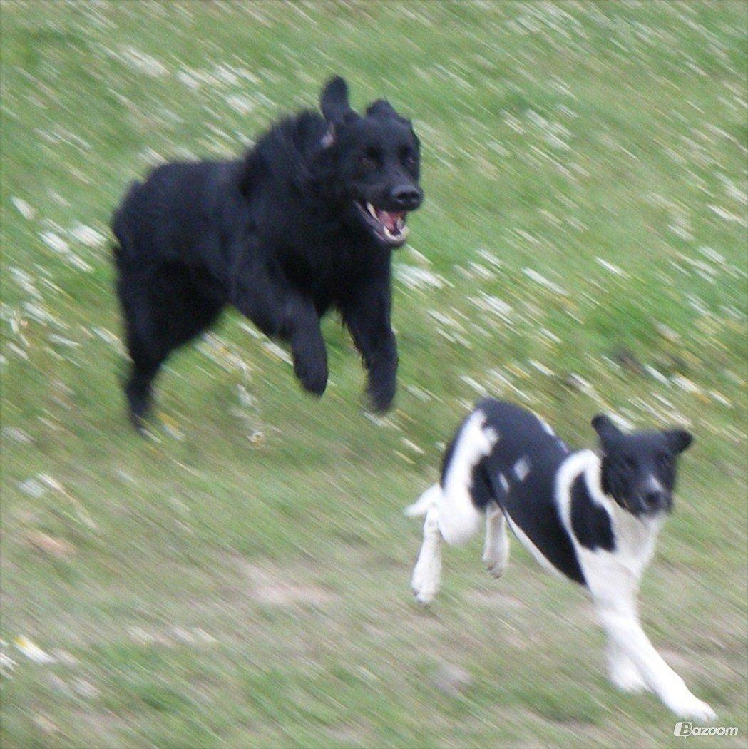 Blanding af racer Pingo (R.I.P ) billede 15