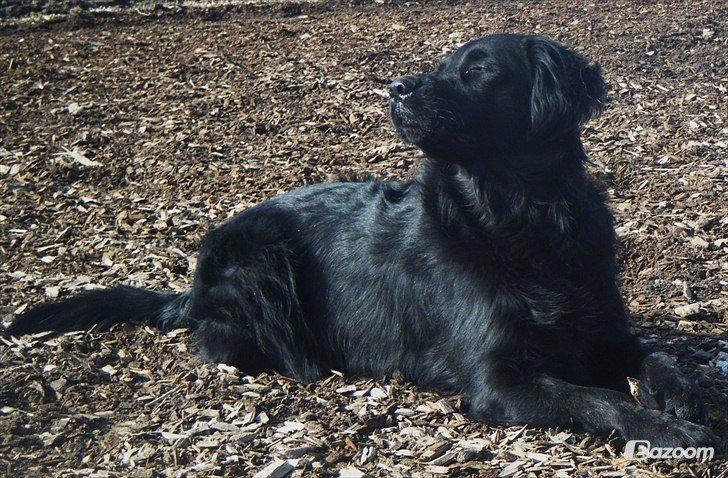 Blanding af racer Pingo (R.I.P ) billede 16