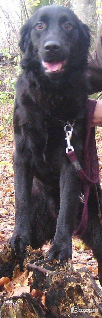 Blanding af racer Pingo (R.I.P ) billede 17