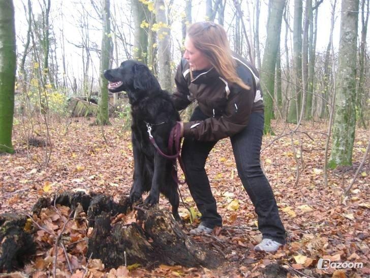 Blanding af racer Pingo (R.I.P ) billede 18