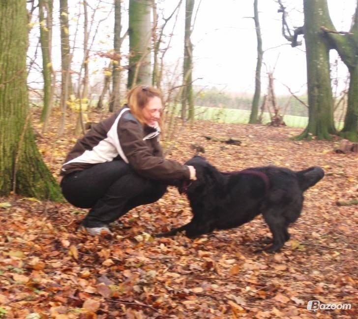 Blanding af racer Pingo (R.I.P ) billede 19