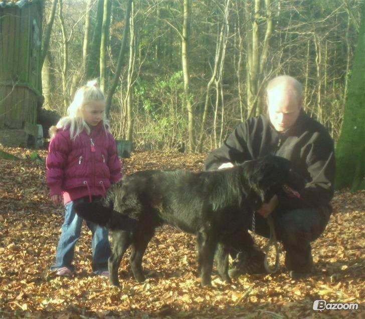 Blanding af racer Pingo (R.I.P ) billede 20