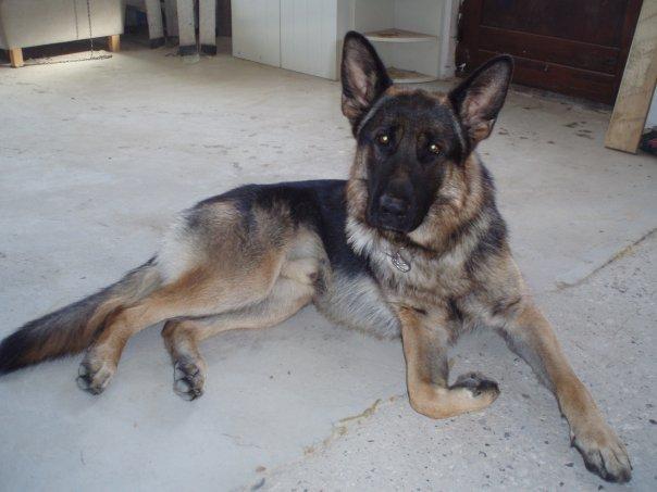 Schæferhund Armani billede 16