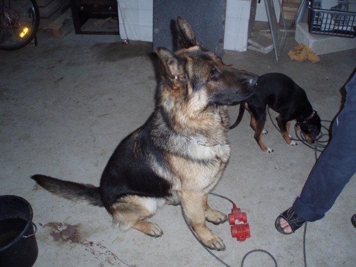 Schæferhund Armani billede 4