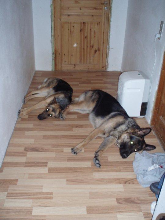 Schæferhund Armani billede 6