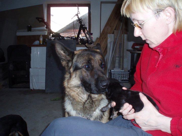 Schæferhund Armani billede 18