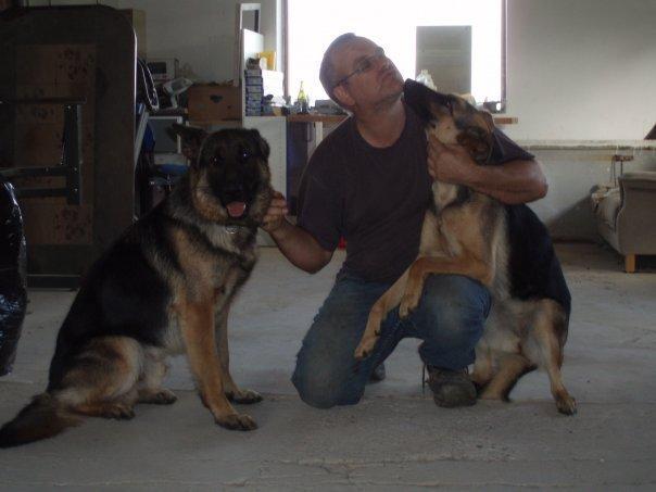 Schæferhund Armani billede 7