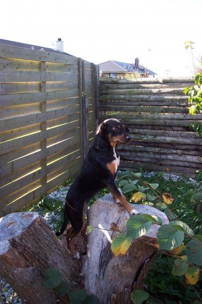 Blanding af racer Crúsy Meiji billede 1