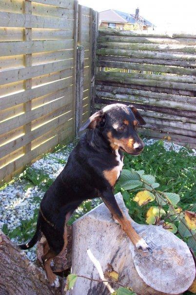 Blanding af racer Crúsy Meiji billede 2