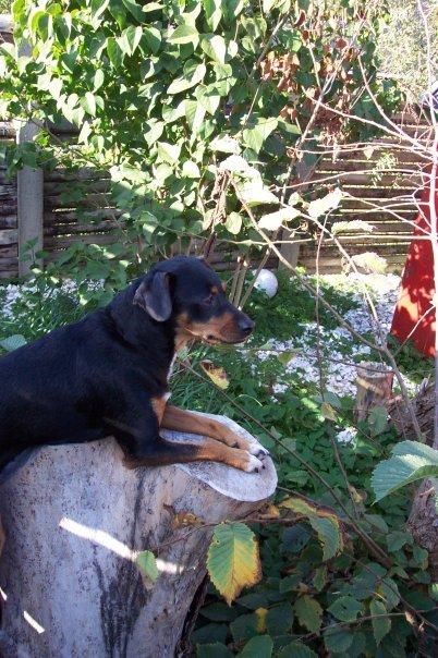 Blanding af racer Crúsy Meiji billede 3