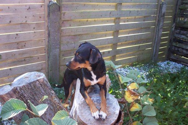 Blanding af racer Crúsy Meiji billede 4