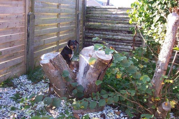 Blanding af racer Crúsy Meiji billede 5