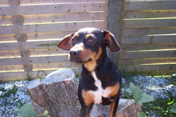 Blanding af racer Crúsy Meiji billede 6