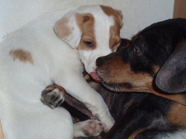 Blanding af racer Crúsy Meiji billede 7