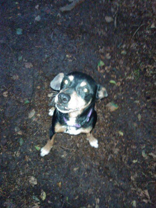 Blanding af racer Crúsy Meiji billede 8