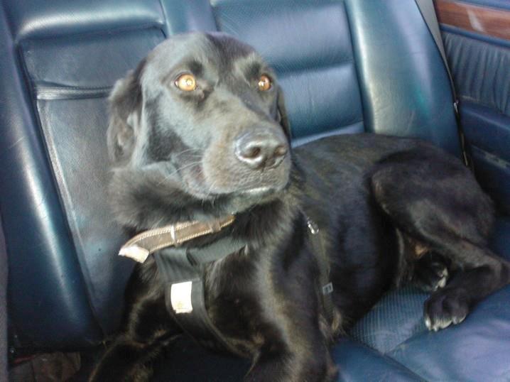 Labrador retriever Freja billede 1