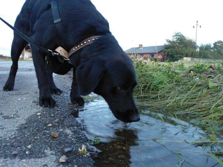 Labrador retriever Freja billede 2