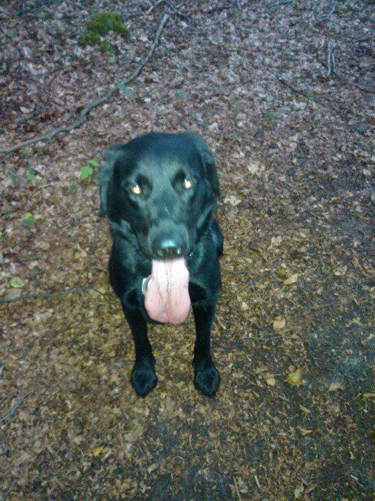 Labrador retriever Freja billede 3